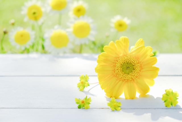 黄色の花を贈りたい人必見！贈り物にオススメの黄色の花をご紹介！