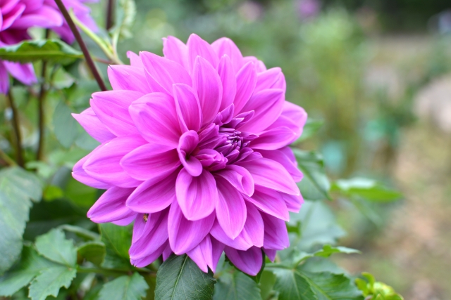 紫色の花を贈りたい人必見！贈り物にオススメの紫色の花をご紹介！