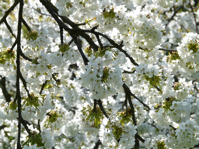 桜（サクラ）　花言葉