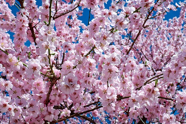 桜（サクラ）　花言葉