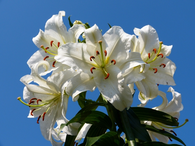白色の花を贈る～贈り物にオススメの白色の花を定番・季節別に紹介～