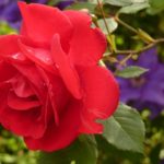 薔薇（バラ）の花言葉は？由来や本数で意味も変わるの？