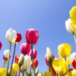 春に咲く花でガーデニング！人気の花をランキングでご紹介！