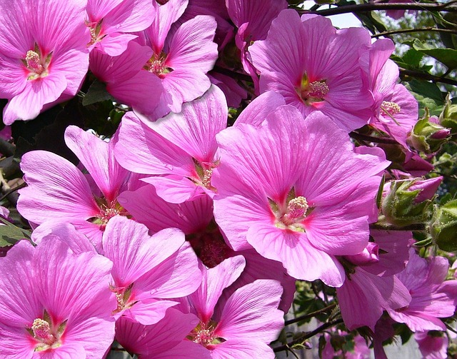 銭葵 ゼニアオイ の花言葉と由来とは 素敵な花言葉に想いをのせて 記念日やお祝いに最適なお花を紹介